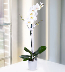 seramik-saksida-tek-dal-beyaz-orkide-15839303