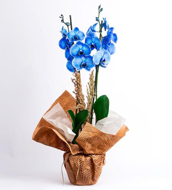 2-dalli-mavi-orkide-2435