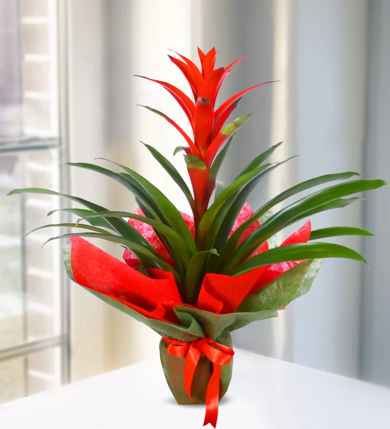 Kırmızı Guzmania