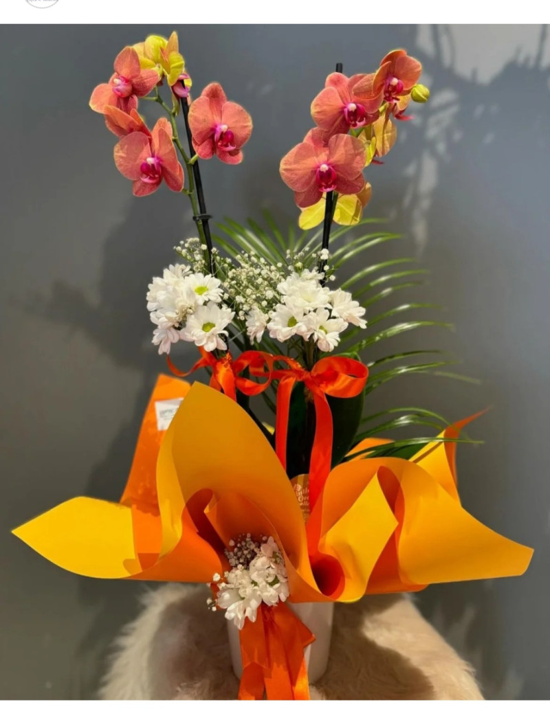 ATEŞ RENGİ ÇİFT DALLI ORKİDE
