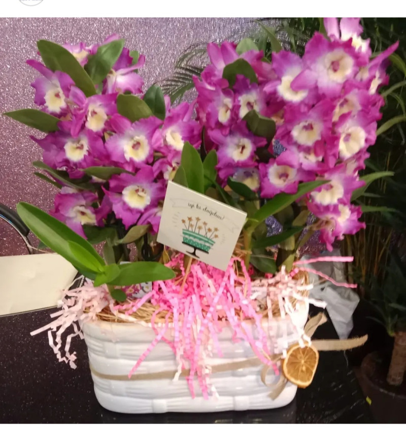 ÇİFTLİ PEMBE BAMBU ORKİDE