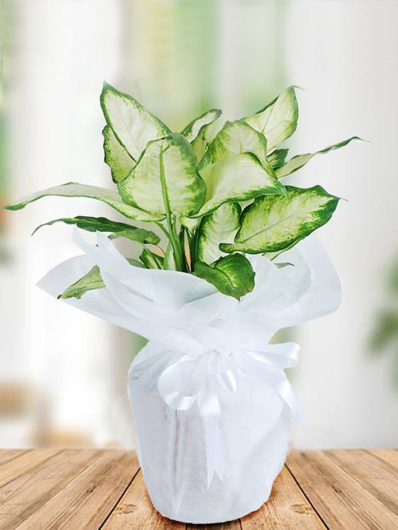 SAKSI CAMİLYA