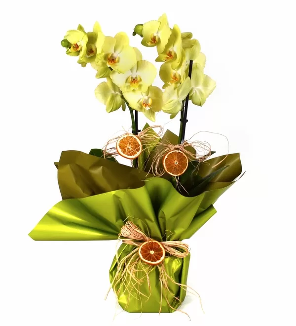 Çift Dallı Açık Yeşil Orkide