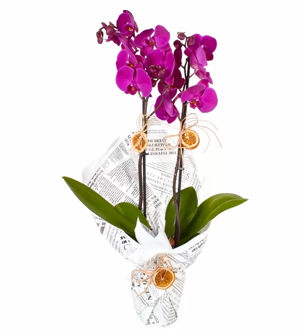 Multicolor 2 Dallı fuşya orkide